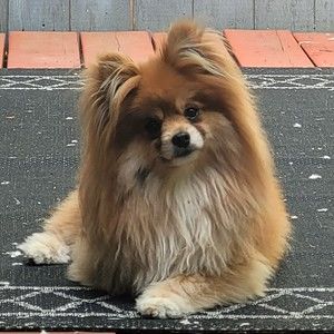 Meet your Posher, Evelyn